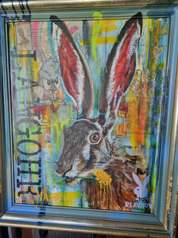 Hase 